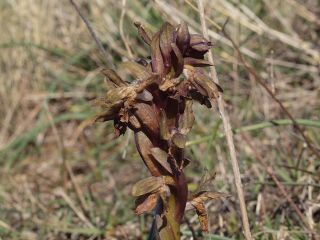 anacamptis collina